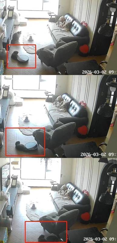  宠物尾巴意外卷入，扫地机器人避障引争议；智能家居安全隐患再现 IT技术