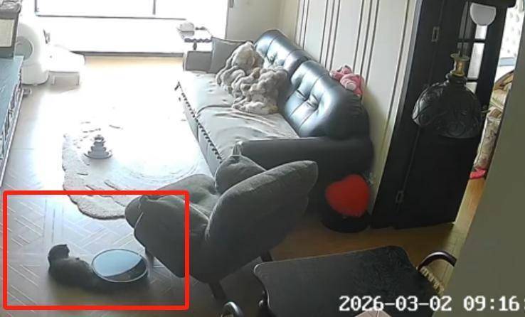  宠物尾巴意外卷入，扫地机器人避障引争议；智能家居安全隐患再现 IT技术