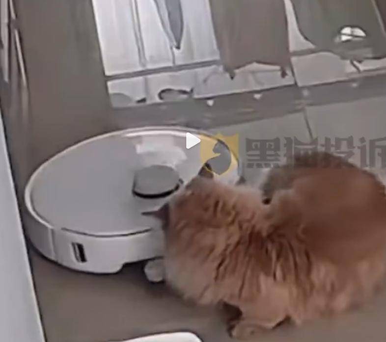  宠物尾巴意外卷入，扫地机器人避障引争议；智能家居安全隐患再现 IT技术