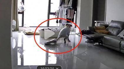  宠物尾巴意外卷入，扫地机器人避障引争议；智能家居安全隐患再现 IT技术