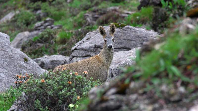  高原深处麝香暗流涌动；四名涉案人员终受法律惩处，国家资源损失获赔偿。 新闻 高原深处麝香暗流涌动；四名涉案人员终受法律惩处，国家资源损失获赔偿。 新闻 高原深处麝香暗流涌动；四名涉案人员终受法律惩处，国家资源损失获赔偿。 新闻