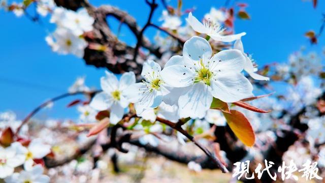  从私有果园到市级非遗：古安梨130年品种选育技术体系解码 文化旅游