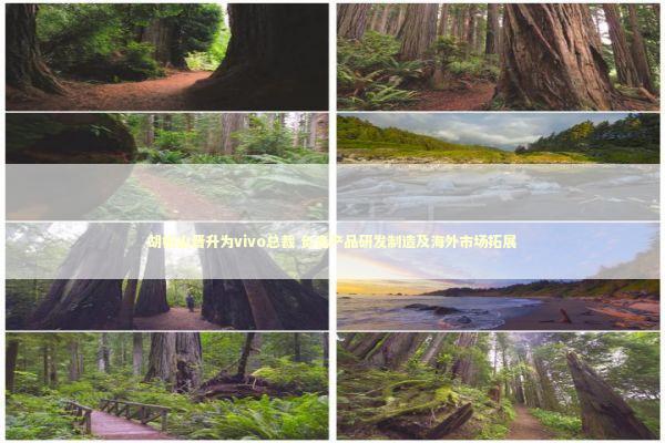 胡柏山晋升为vivo总裁 负责产品研发制造及海外市场拓展 新闻